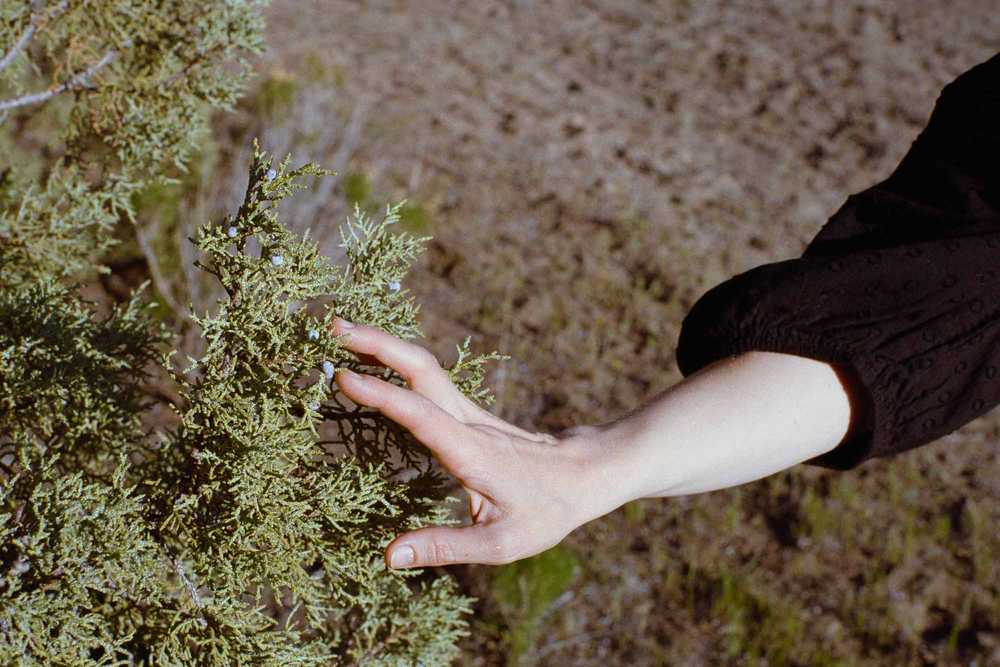 Closeup of a woman in a black dress touching a Juniper tree